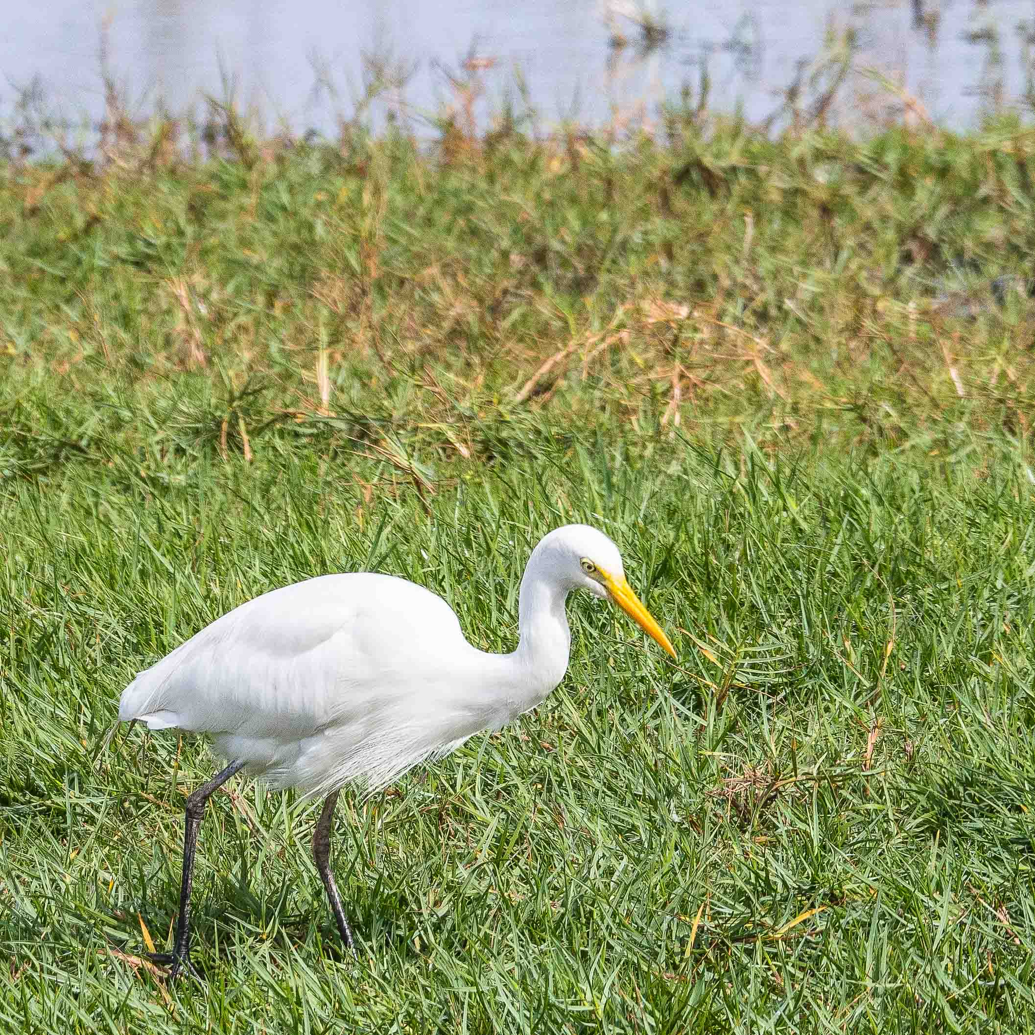 Héron ou Aigrette intermédiaire (Interediate egret, Ardea intermedia), adulte internuptial, Technopole de Pikine, Dakar, Sénégal.